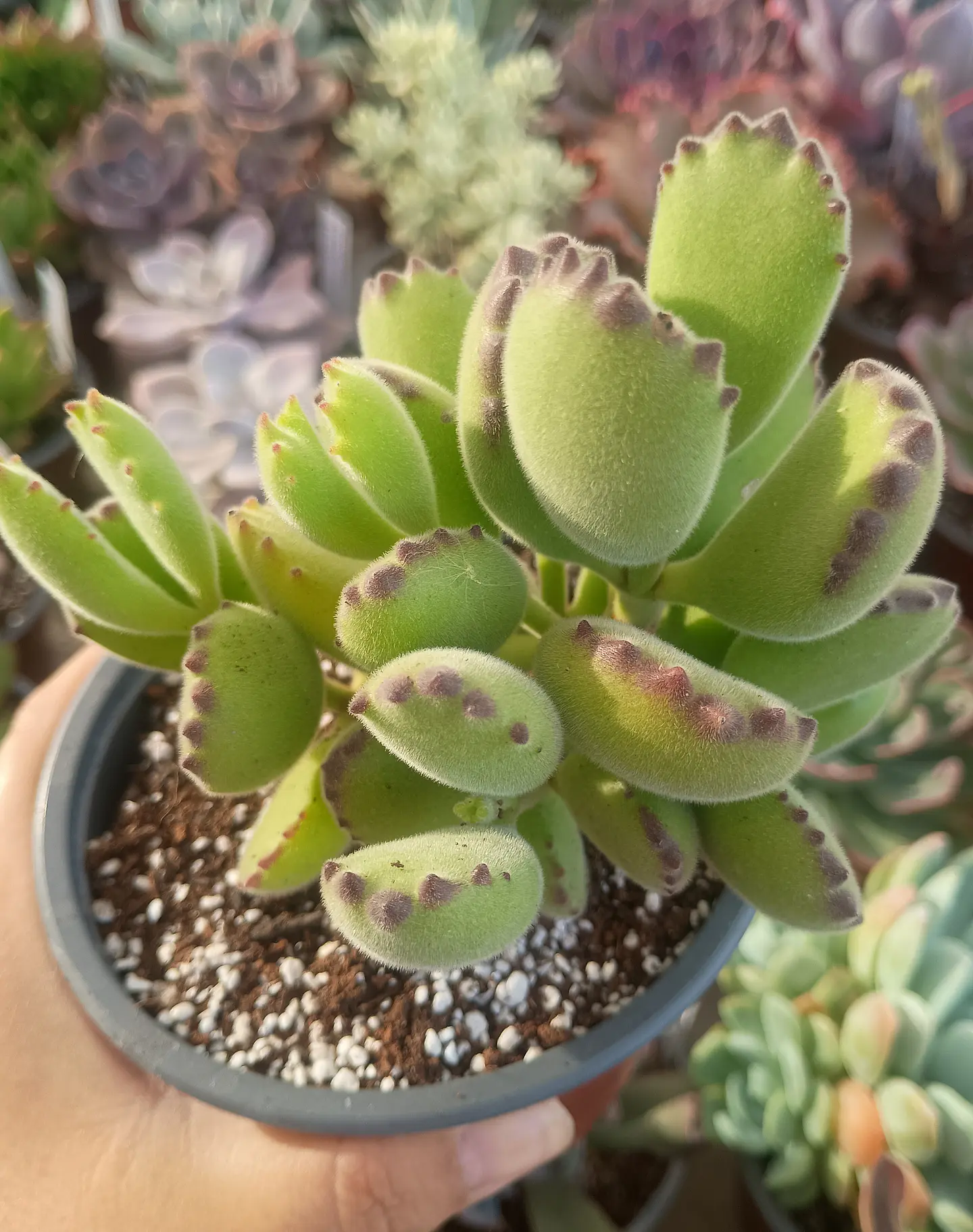 Cotyledon Tomentosa 1