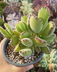Cotyledon Tomentosa - Miniatura 1