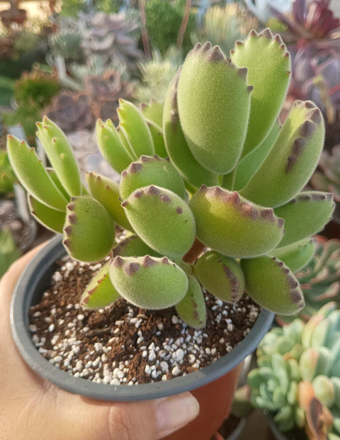 Cotyledon Tomentosa