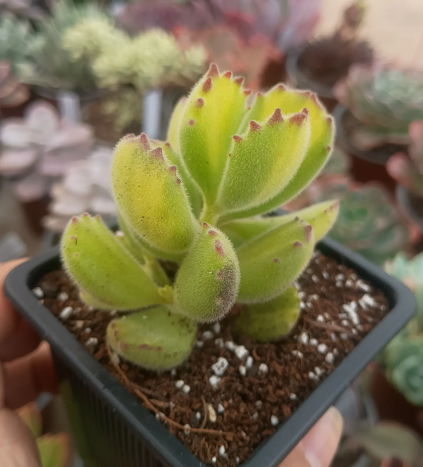 Cotyledon tomentosa Lemon stripes 1