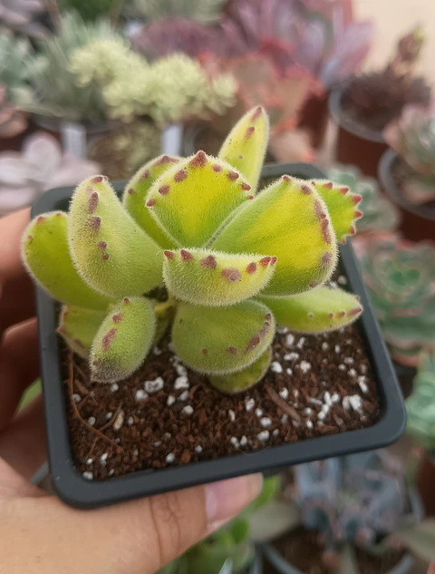 Cotyledon tomentosa Lemon stripes