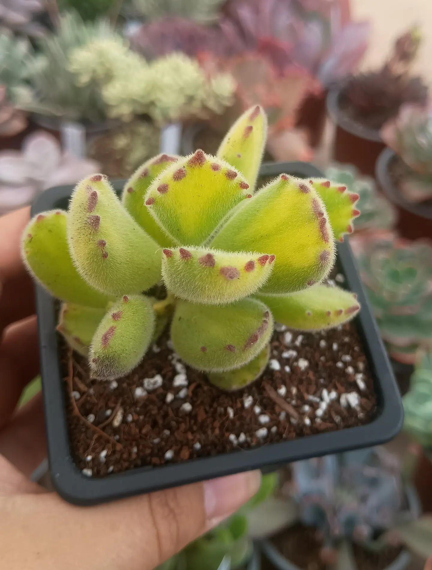 Cotyledon tomentosa Lemon stripes 2