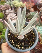 Cotyledon White sprite - Miniatura 1