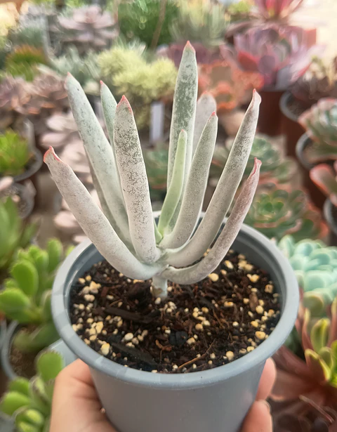 Cotyledon White sprite