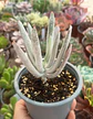 Cotyledon White sprite - Miniatura 2