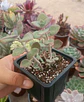 Crassula cordata - Miniatura 1
