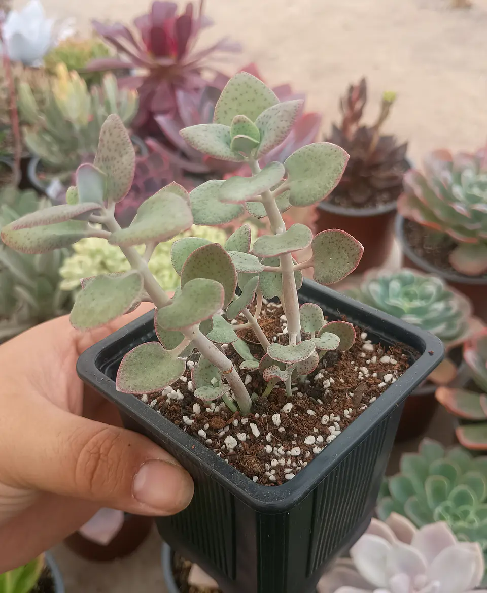 Crassula cordata 1