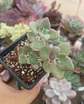 Crassula cordata - Miniatura 2