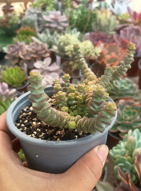 Crassula Marneriana