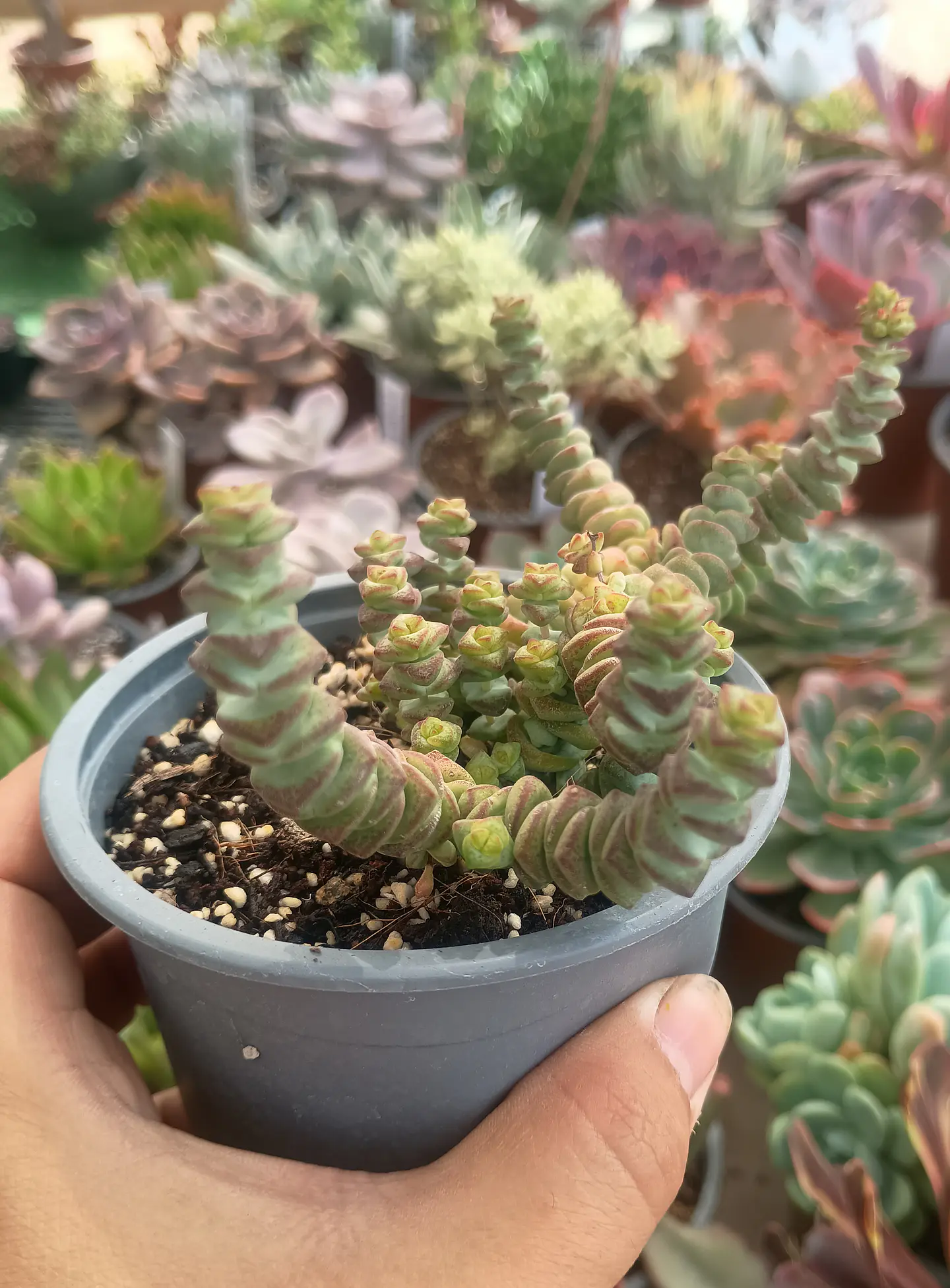 Crassula Marneriana 1