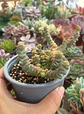 Crassula Marneriana - Miniatura 1