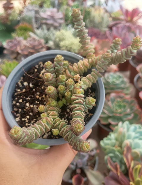 Crassula Marneriana