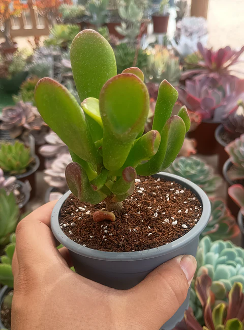 Crassula ovata Gollum