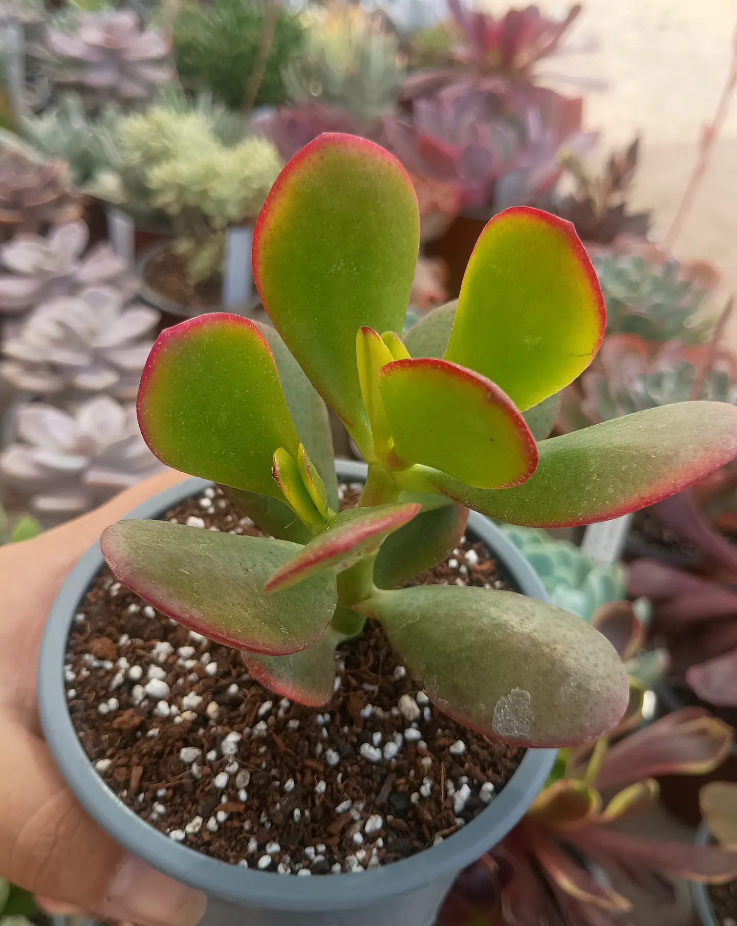 Crassula Ovata Hummel sunset 1