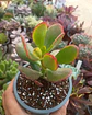 Crassula Ovata Hummel sunset - Miniatura 2