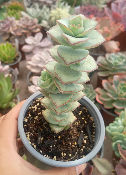 Crassula perforata giant