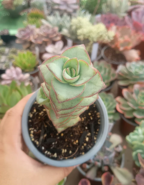 Crassula perforata giant