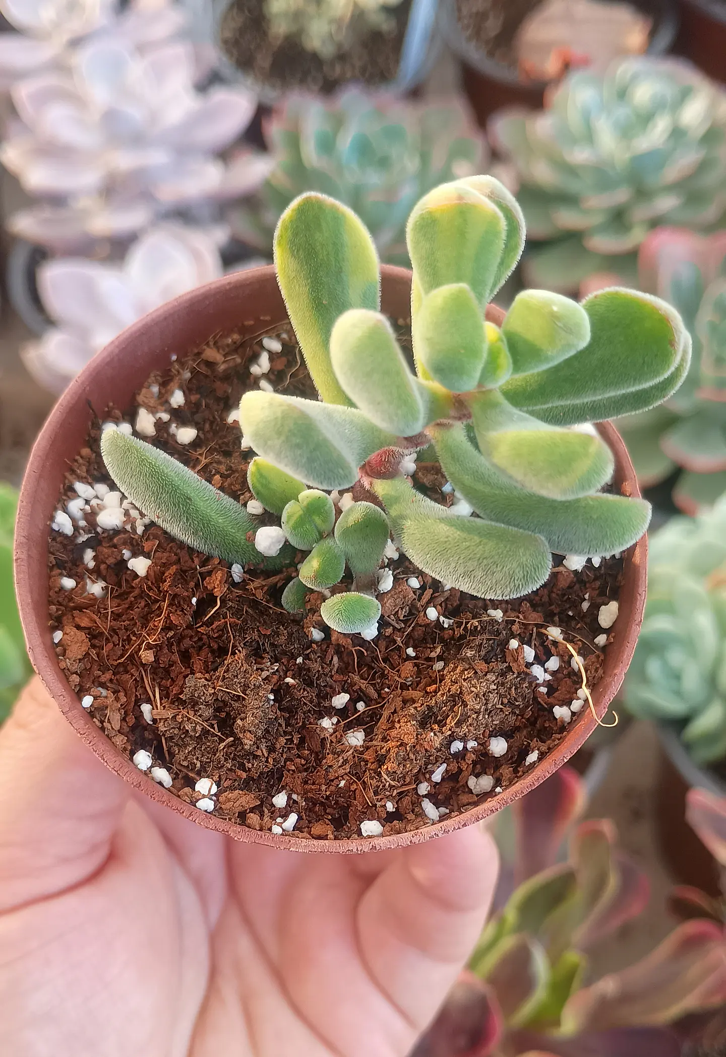 Crassula Rogersii variegada 1
