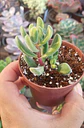 Crassula Rogersii variegada - Miniatura 2