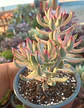 Crassula rubricaulis candy kane  - Miniatura 1