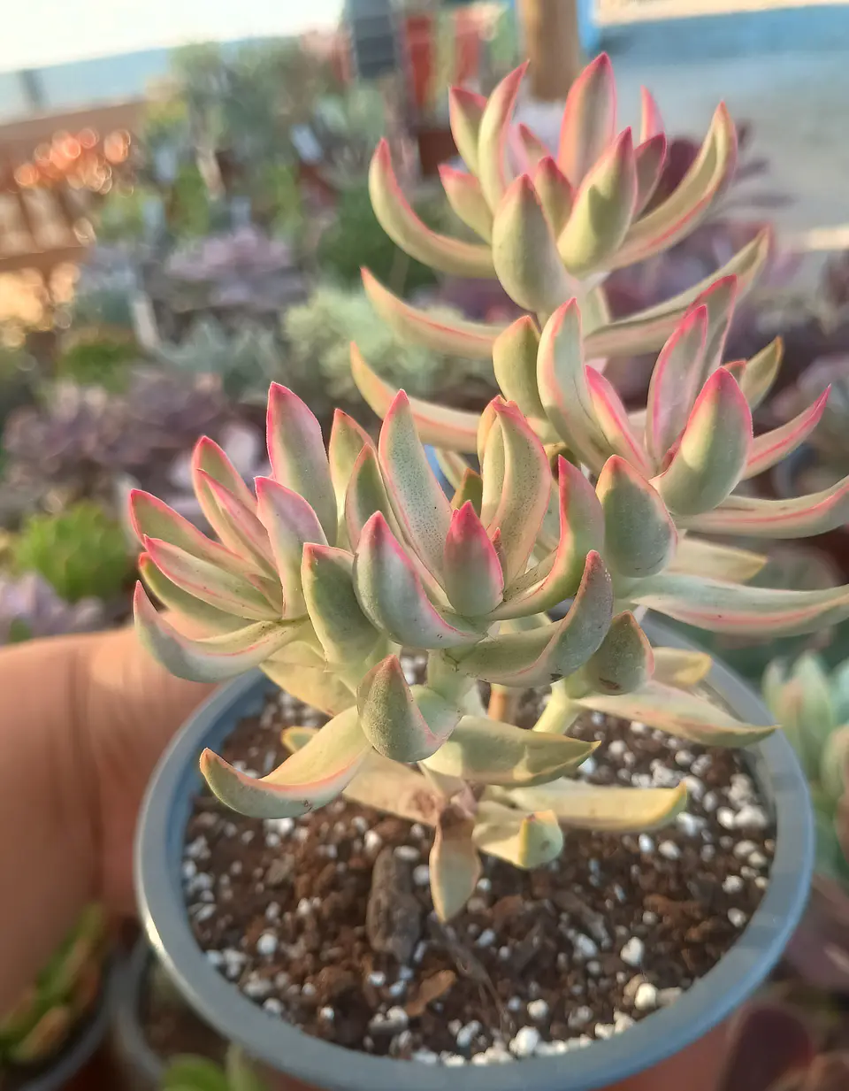 Crassula rubricaulis candy kane  1