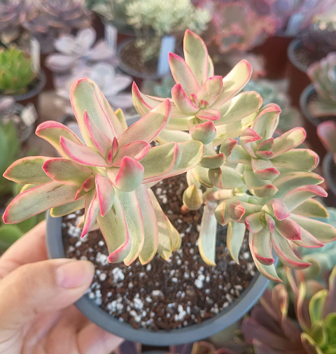 Crassula rubricaulis candy kane 