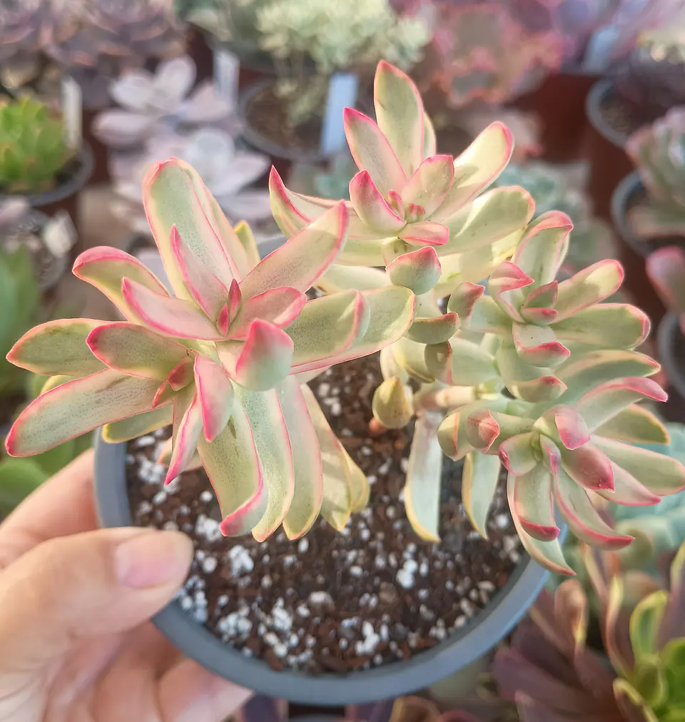 Crassula rubricaulis candy kane  2