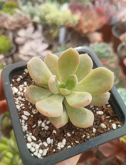 Cremneria Mutabilis