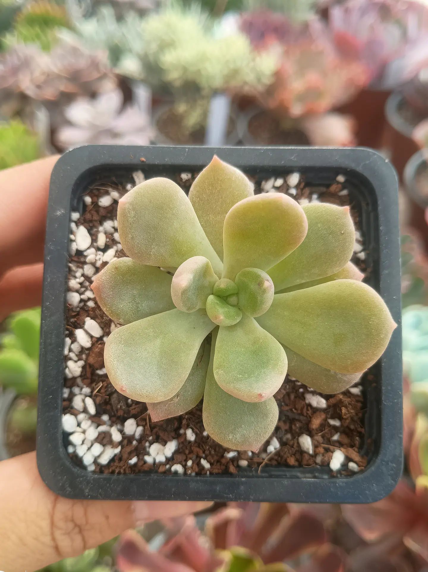 Cremneria Mutabilis 2