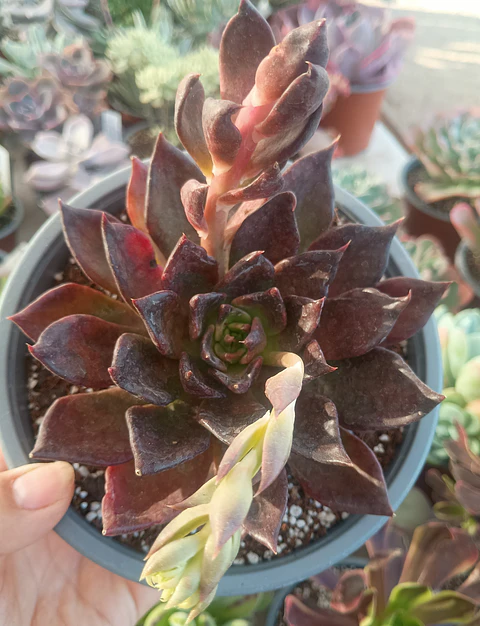 Echeveria affinis Black prince 
