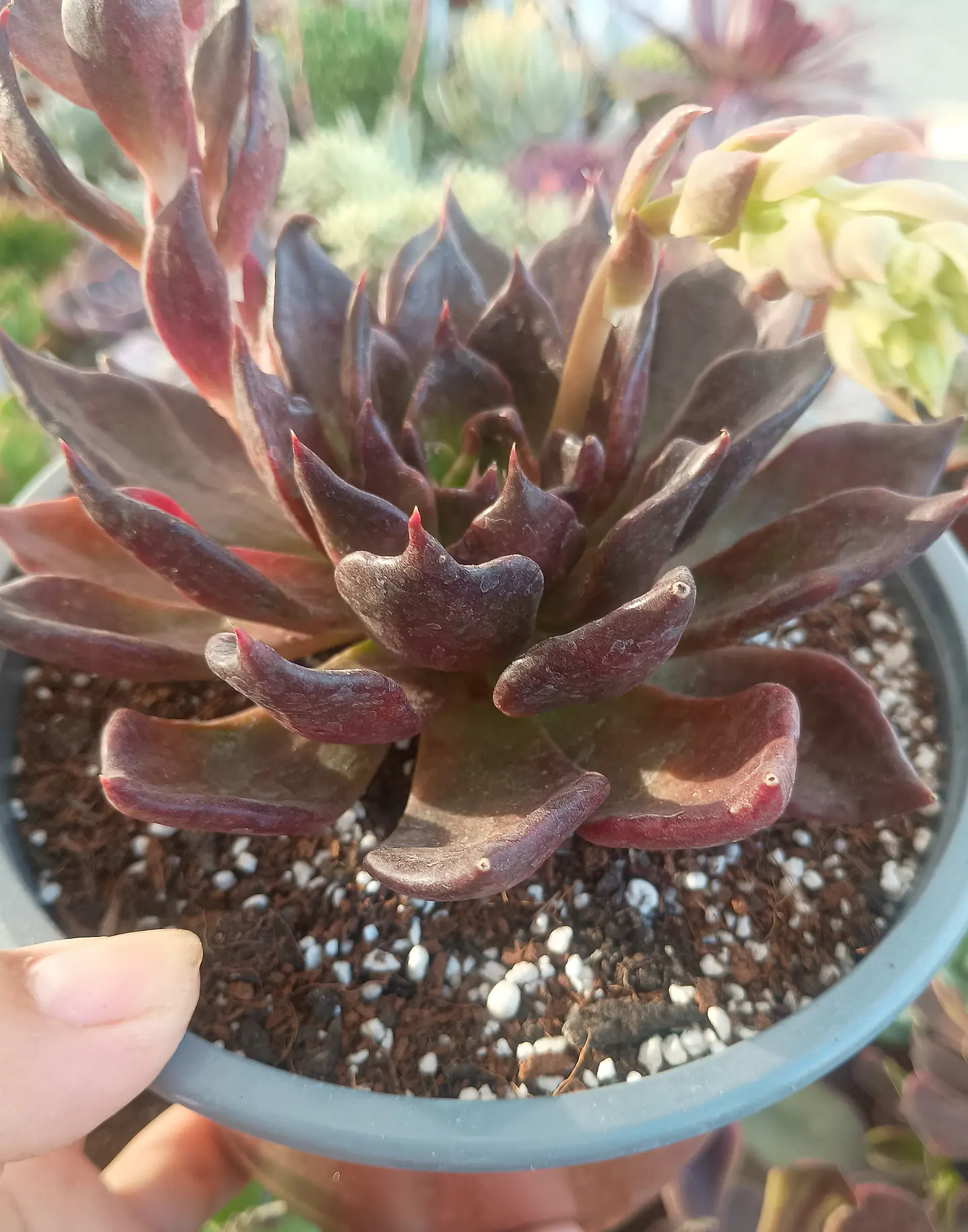 Echeveria affinis Black prince  2