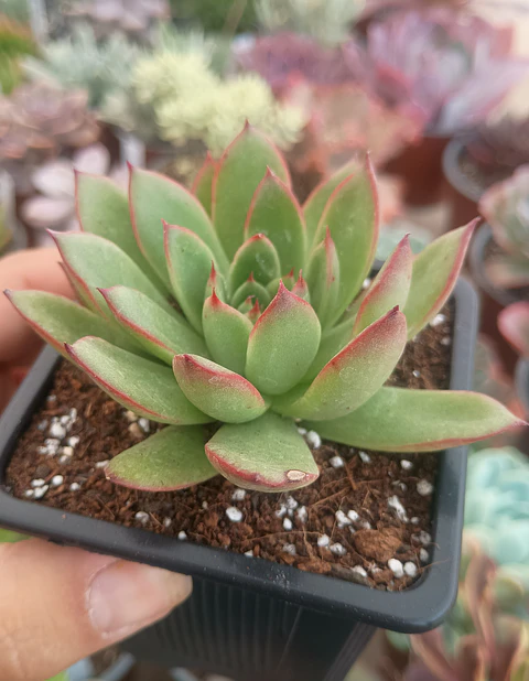 Echeveria Agavoides Christmast