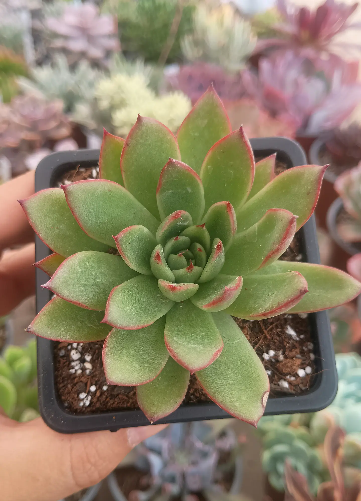 Echeveria Agavoides Christmast 2