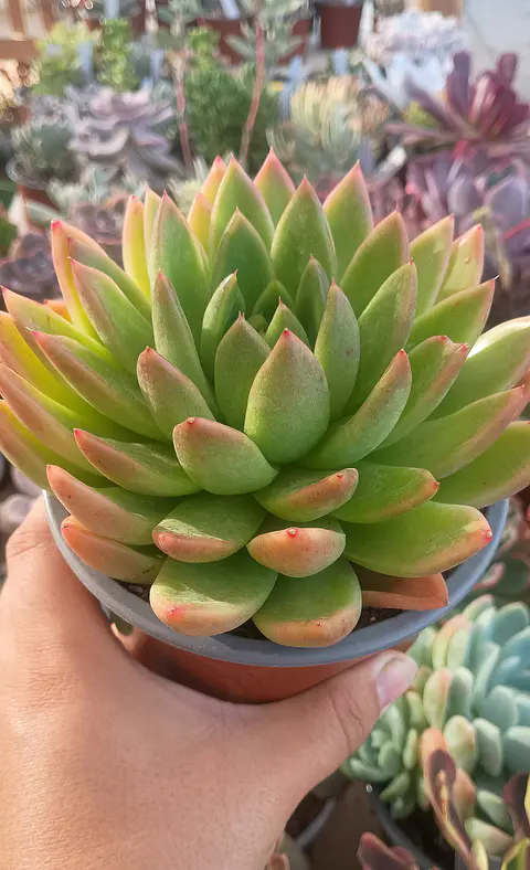 Echeveria Agavoides Miranda 
