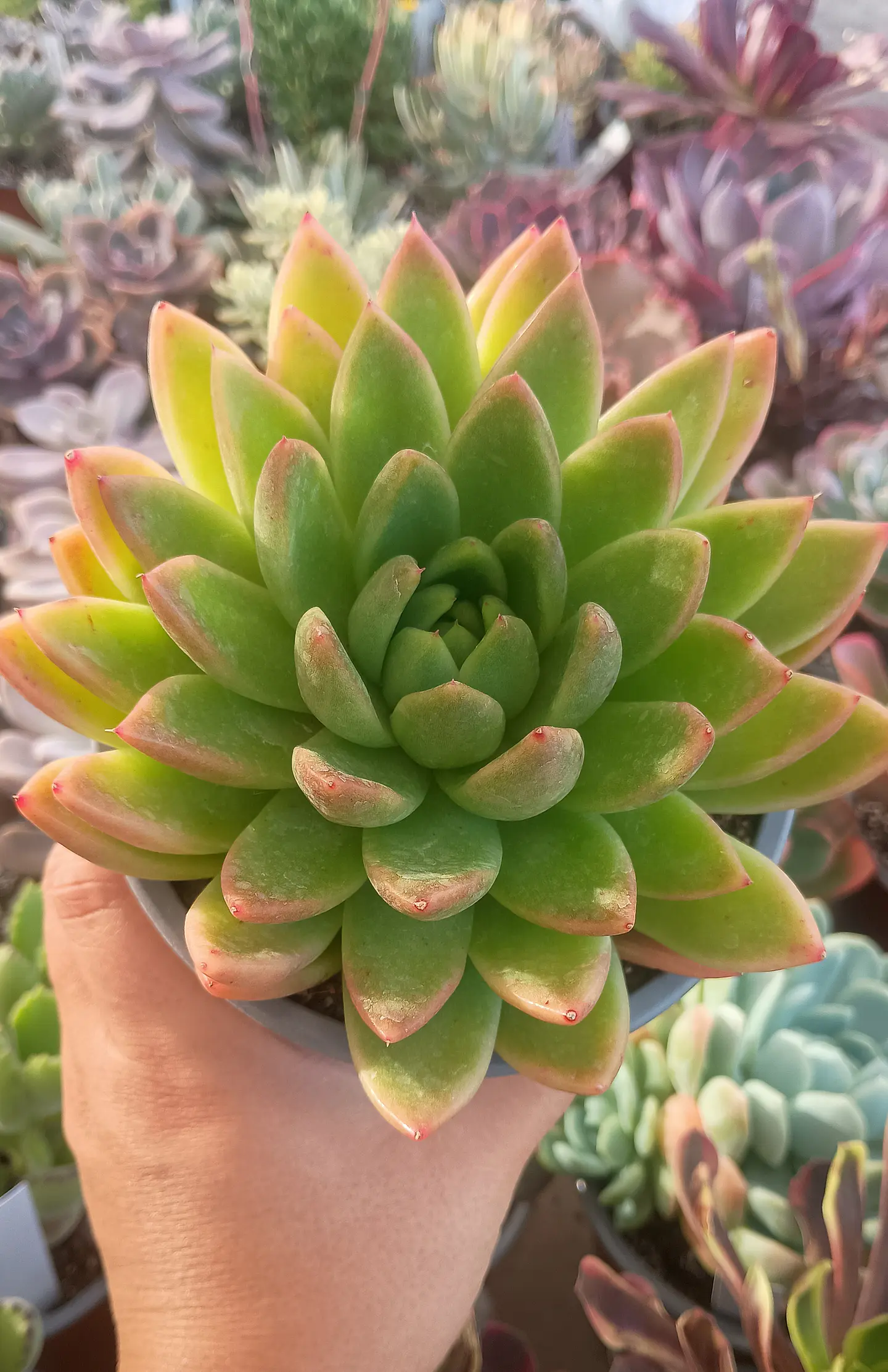 Echeveria Agavoides Miranda  2