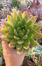 Echeveria Agavoides Miranda  - Miniatura 2