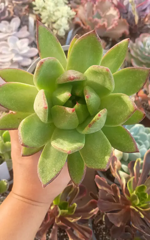 Echeveria Agavoides Red edge