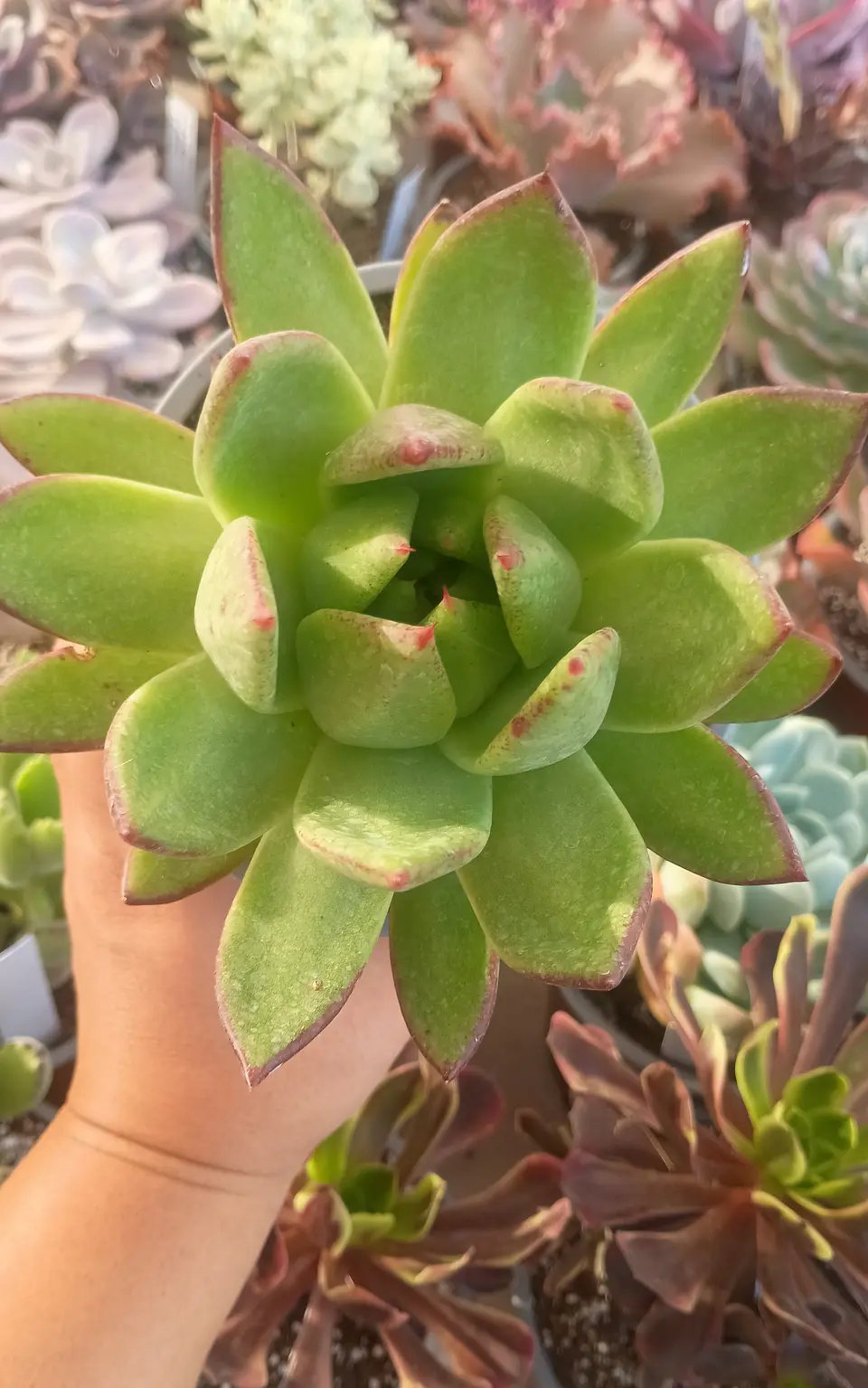 Echeveria Agavoides Red edge 1