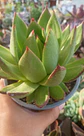 Echeveria Agavoides Red edge - Miniatura 2
