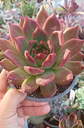 Echeveria Agavoides Scarlet - Miniatura 1