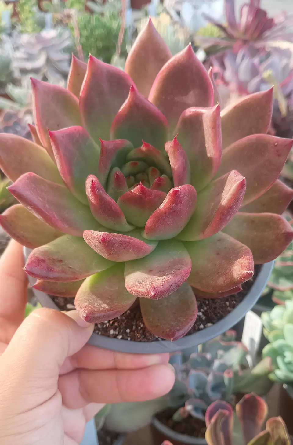 Echeveria Agavoides Scarlet 1
