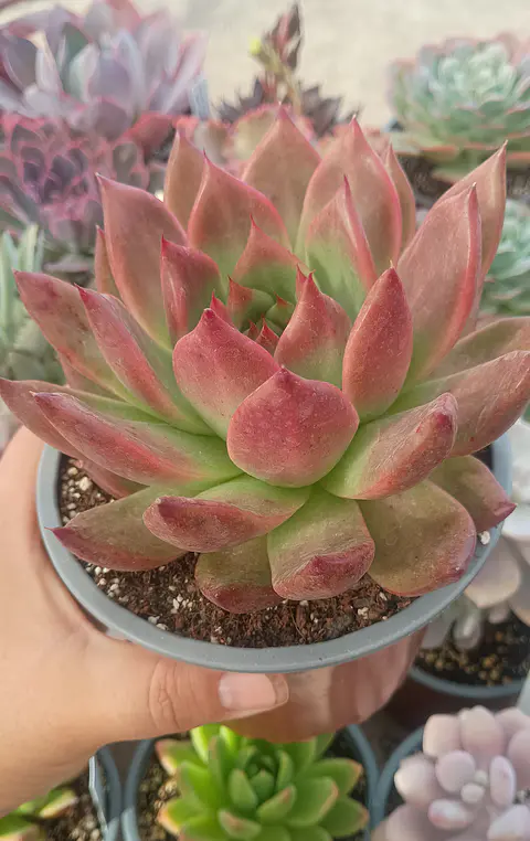 Echeveria Agavoides Scarlet