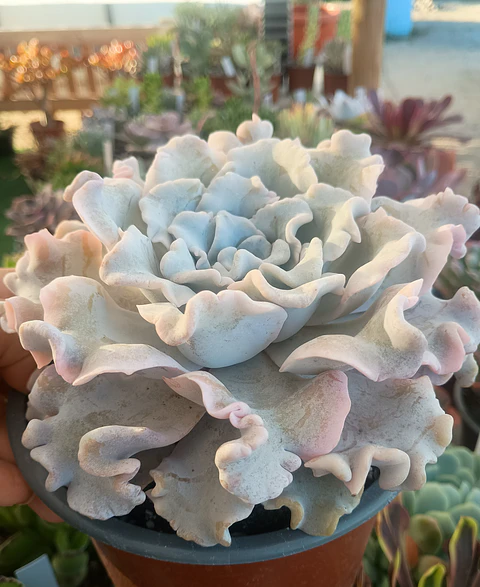 Echeveria Crispate beauty