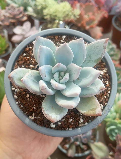 Echeveria Cristal