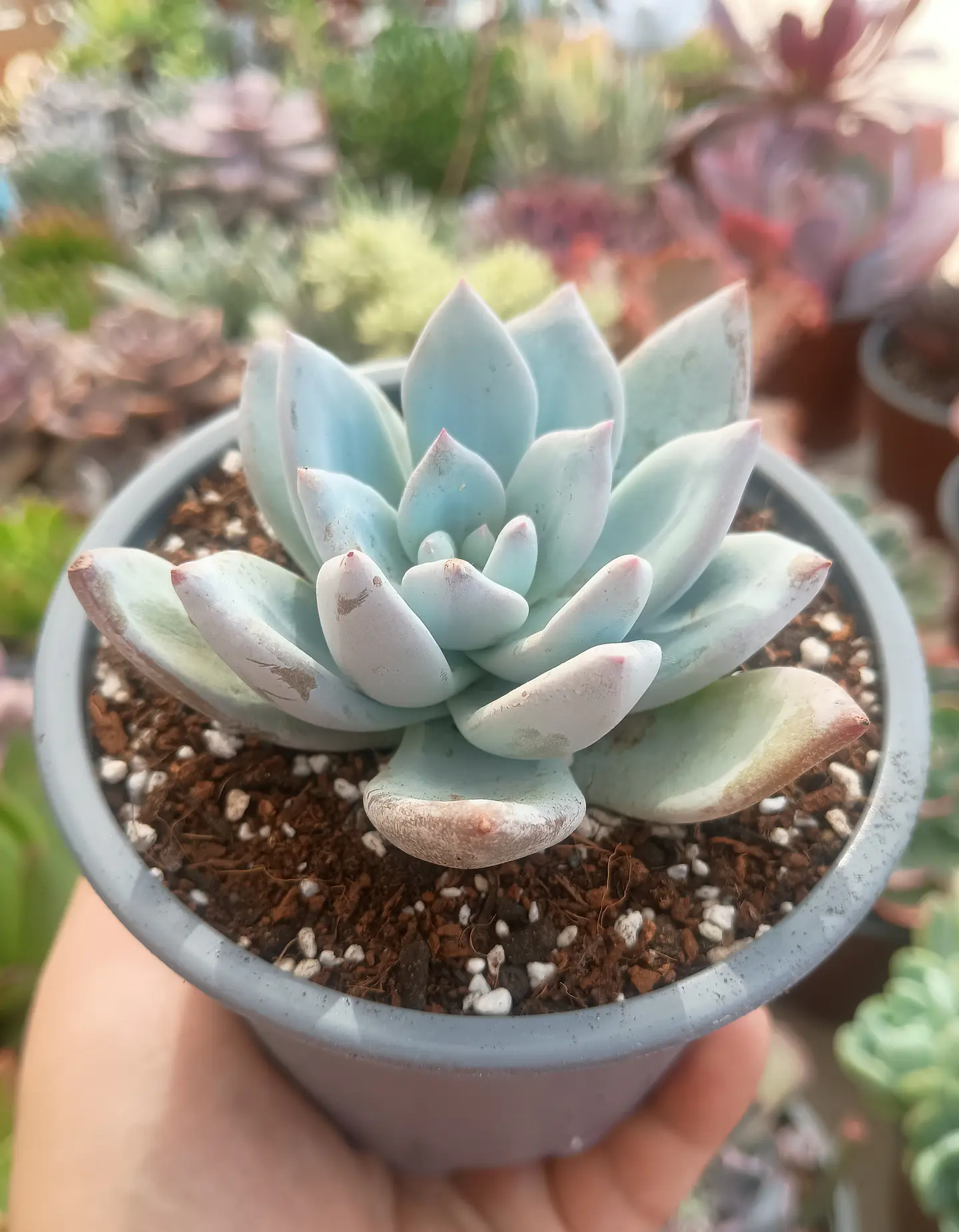 Echeveria Cristal 2