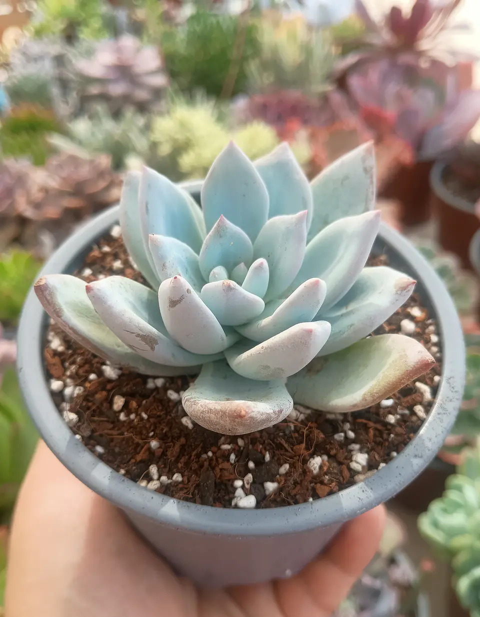 Echeveria Cristal 2