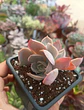 Echeveria Dusty violet - Miniatura 1
