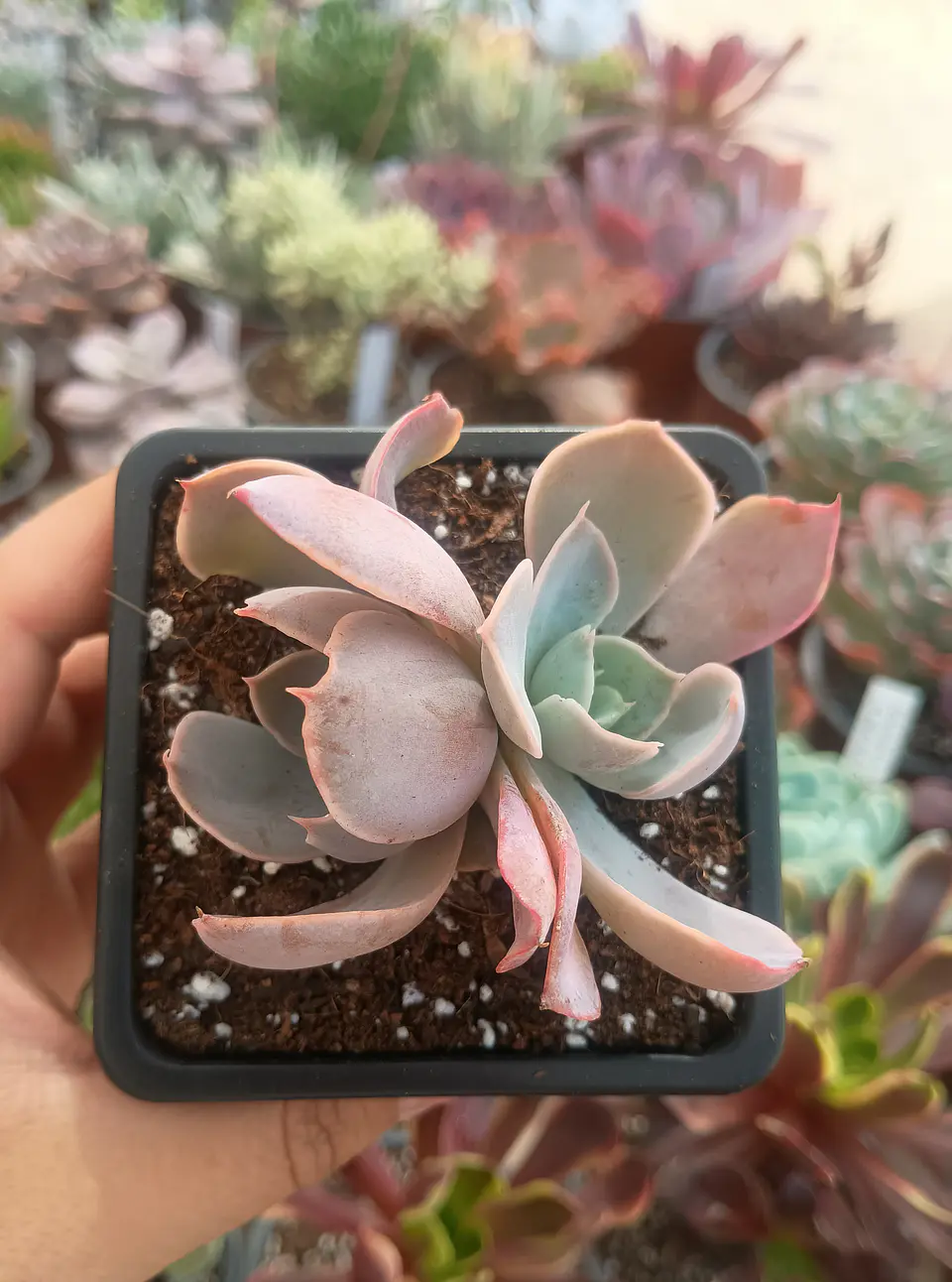 Echeveria Dusty violet 2