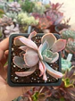 Echeveria Dusty violet - Miniatura 3