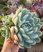 Echeveria Elegance giant form - Miniatura 1